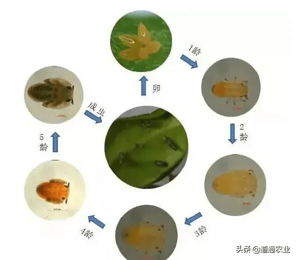 去虱除螨详细解答解析落实