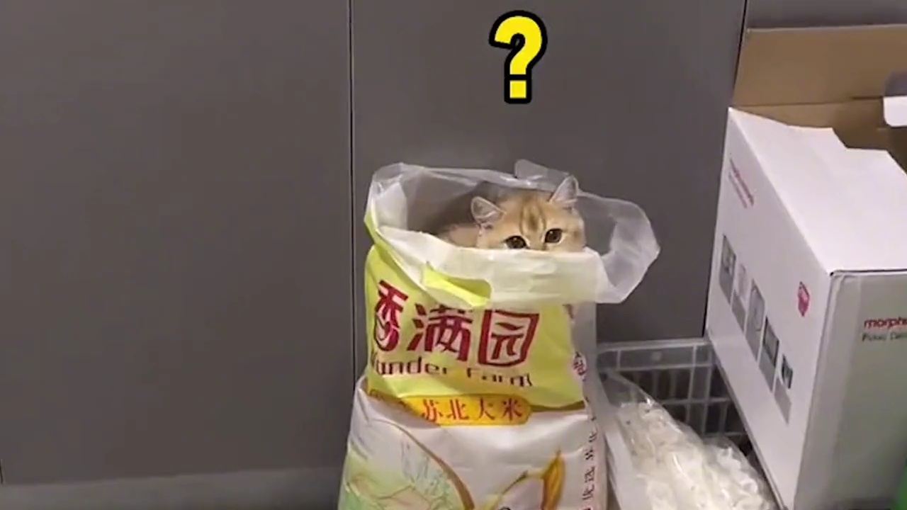 猫砂最新内容